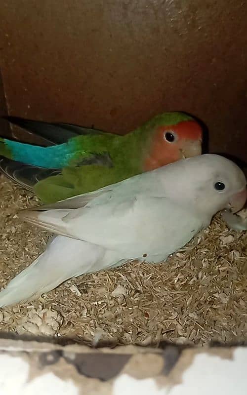 5 piece love birds for sale 2