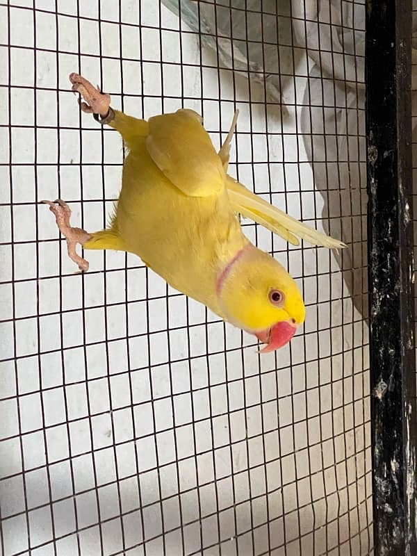 yellow Ringneck 0