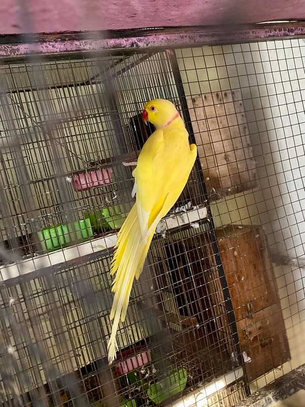 yellow Ringneck 1