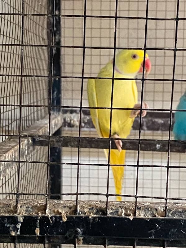 yellow Ringneck 3