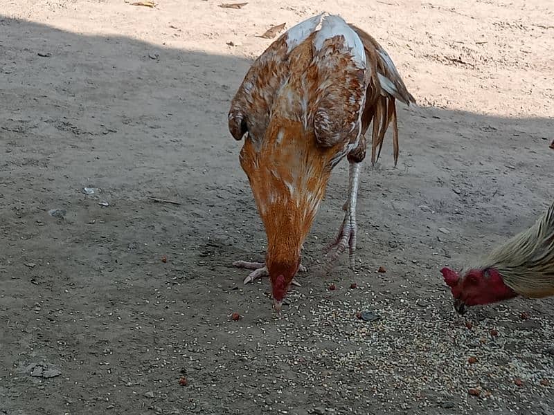 Aseel Thai / Aseel mianwali cross hens for sale 4