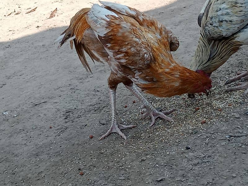 Aseel Thai / Aseel mianwali cross hens for sale 5