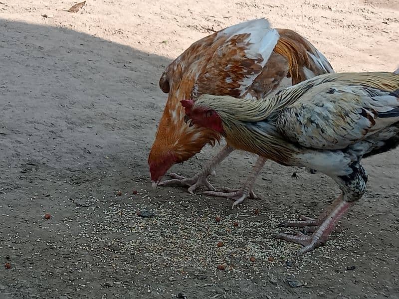 Aseel Thai / Aseel mianwali cross hens for sale 6