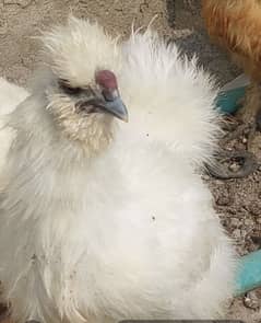 silkie