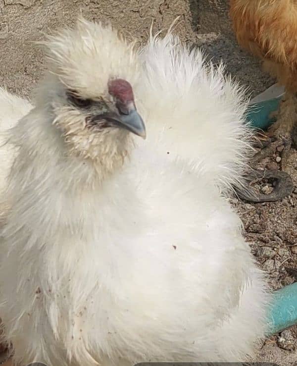 silkie breeder pair for sale 0