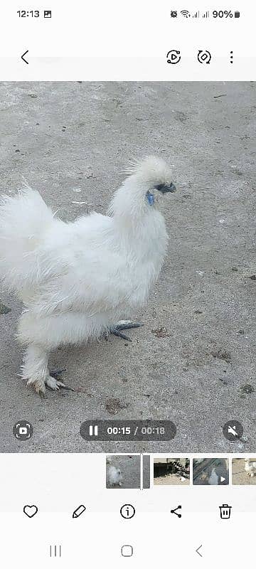 silkie breeder pair for sale 1