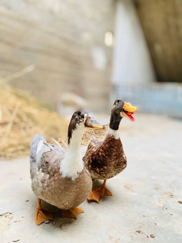 duck pair 1