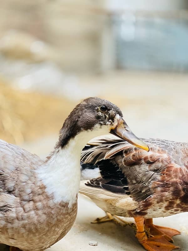 duck pair 2