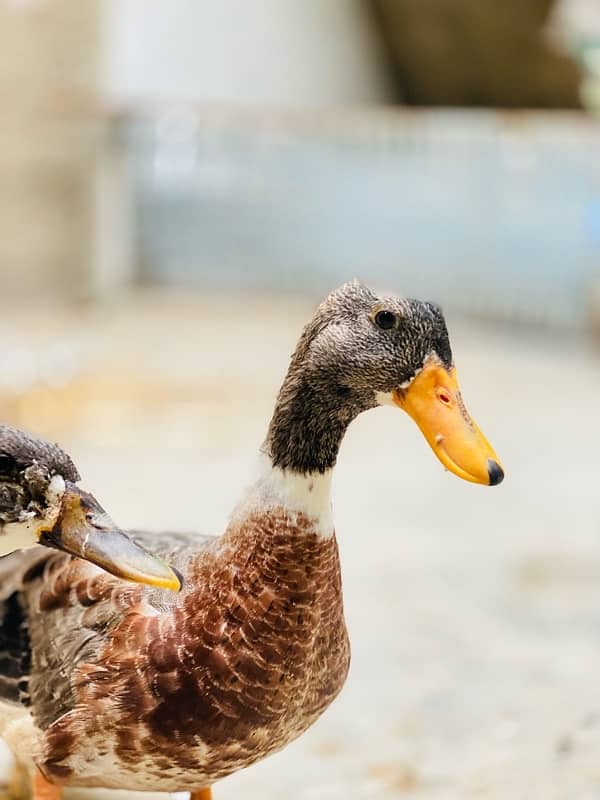 duck pair 3