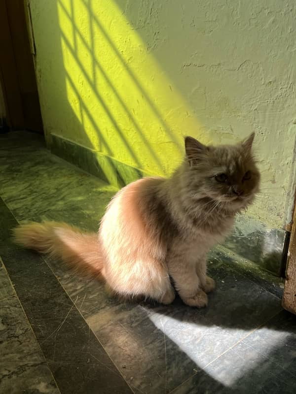 Persian Triple coat 4