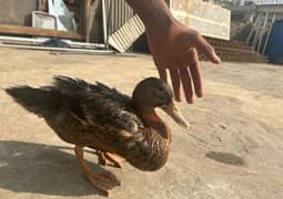 6 ducks for sale