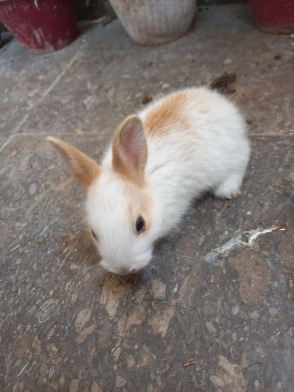 rabbit pair with bunnys 0