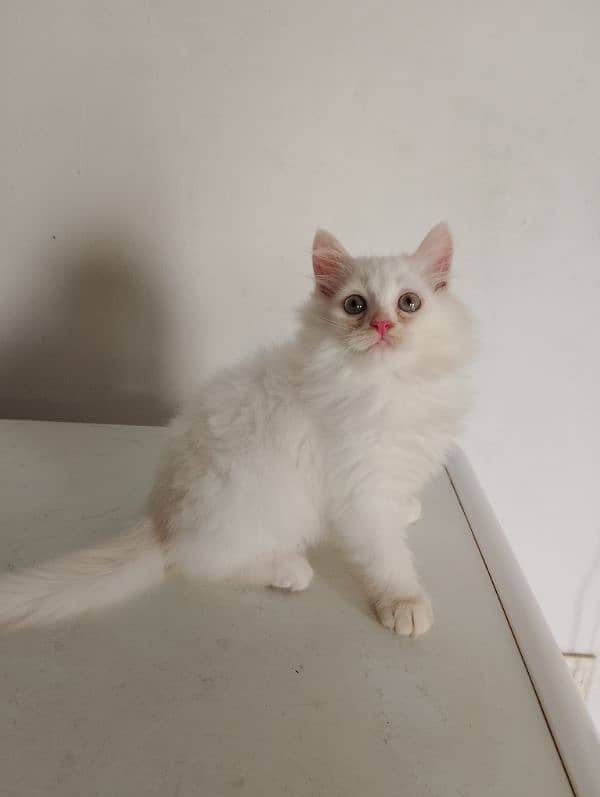 pure Persian female kitten 0