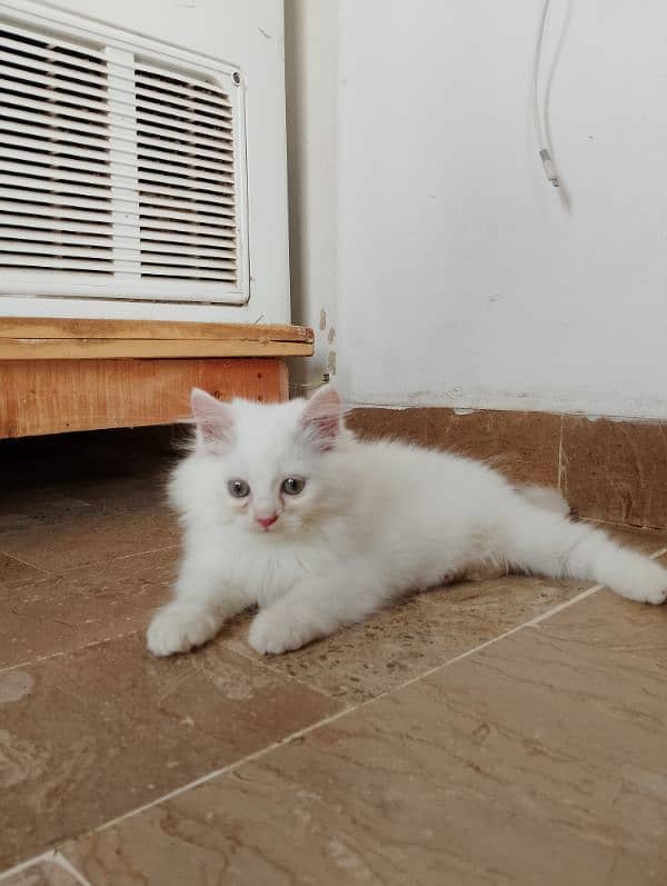 pure Persian female kitten 1