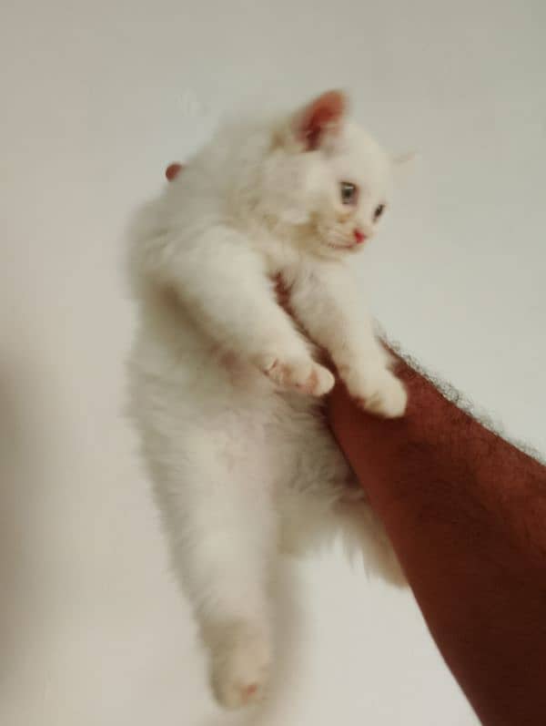 pure Persian female kitten 3