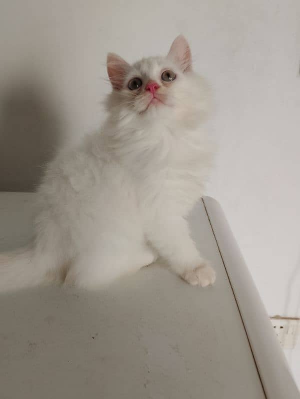 pure Persian female kitten 4