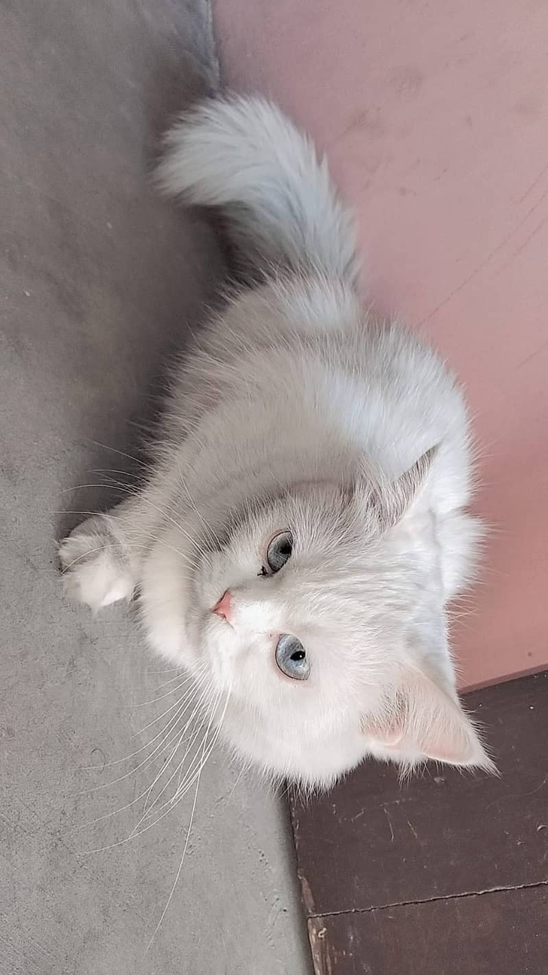 WHITE PERSIAN CAT FEMALE / tripple coat cat / blue ayes cat /With Cage 3