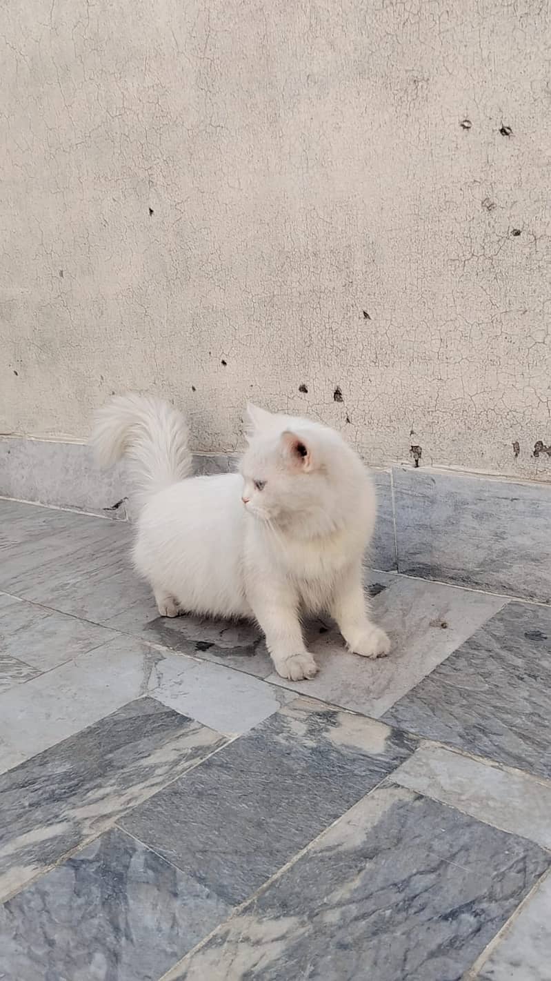 WHITE PERSIAN CAT FEMALE / tripple coat cat / blue ayes cat /With Cage 4