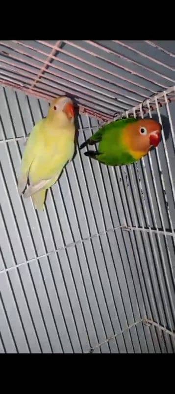 love birds pair 1