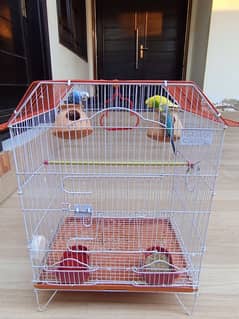 Australia parot for sale with cage