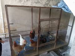 3 desi hens and 3 cook and 1 cage