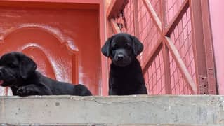 Labrador British female puppies