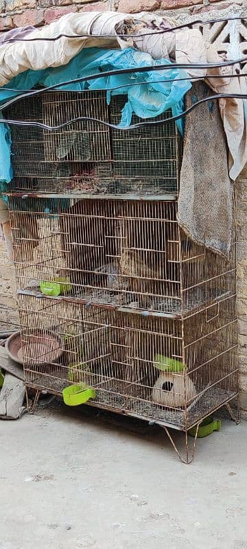 cage for sale 3