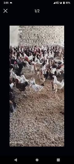 Golden misri / Egg laying / Hens / Murgiya / Hens setup