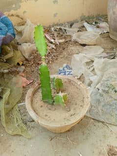 Dragon fruit cactus