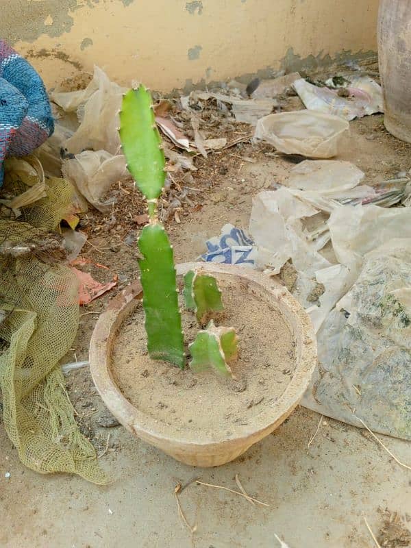 Dragon fruit cactus 0