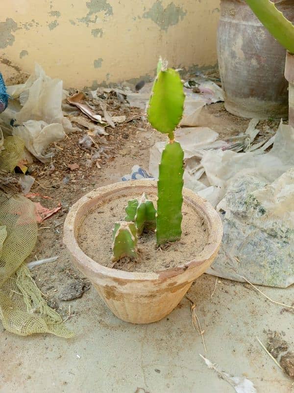 Dragon fruit cactus 1