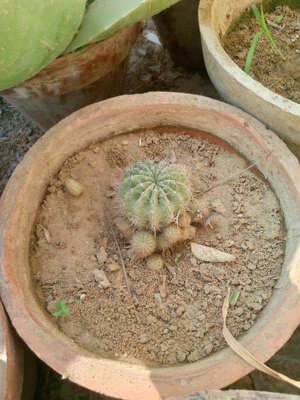 Dragon fruit cactus 6