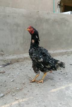 aseel murgi hen