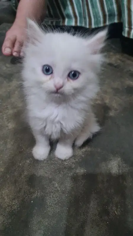 persian kitten cat tripple coat kitten belli blue eyes kittens — photo 5