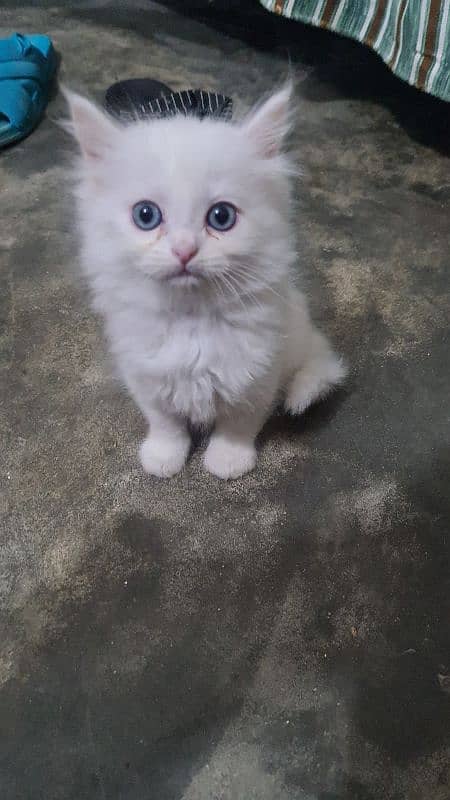 persian kitten cat tripple coat kitten belli ky bachay 0