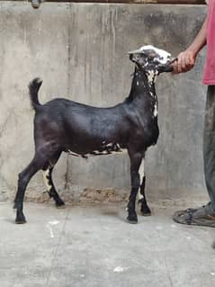 teddy bakra goat for sale