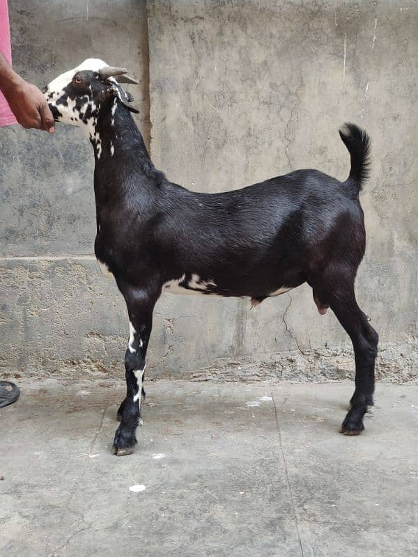 teddy bakra goat for sale 1