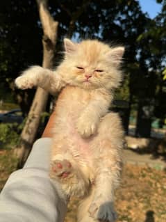 persian Kitten|Punch face Kittens|persian cat|cute|tripple|fluffy|doll