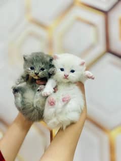 persian Kitten|Punch face Kittens|persian cat|cute|tripple|fluffy|doll