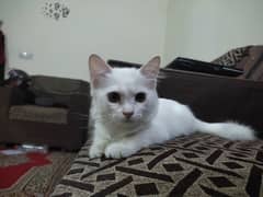 Pure White Male Kitten, 5 Months Old – Looking for a Loving Home!