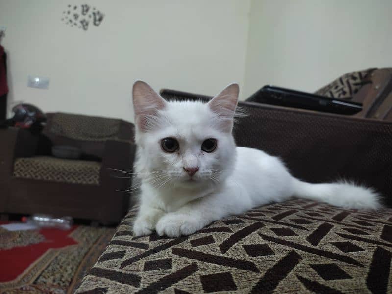 Pure White Male Kitten, 5 Months Old – Looking for a Loving Home! 0