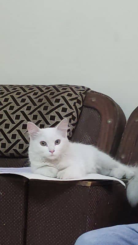 Pure White Male Kitten, 5 Months Old – Looking for a Loving Home! 1