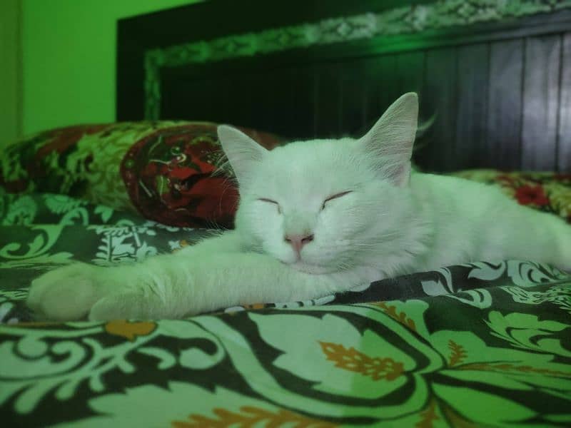 Pure White Male Kitten, 5 Months Old – Looking for a Loving Home! 2