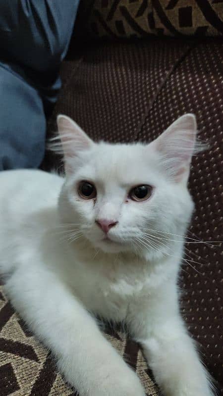 Pure White Male Kitten, 5 Months Old – Looking for a Loving Home! 3