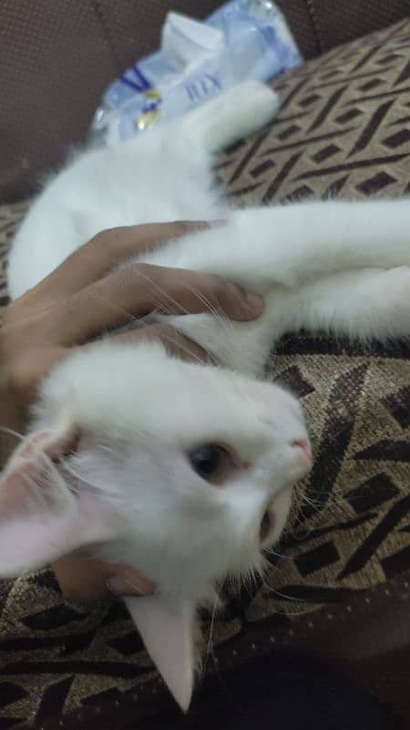 Pure White Male Kitten, 5 Months Old – Looking for a Loving Home! 4