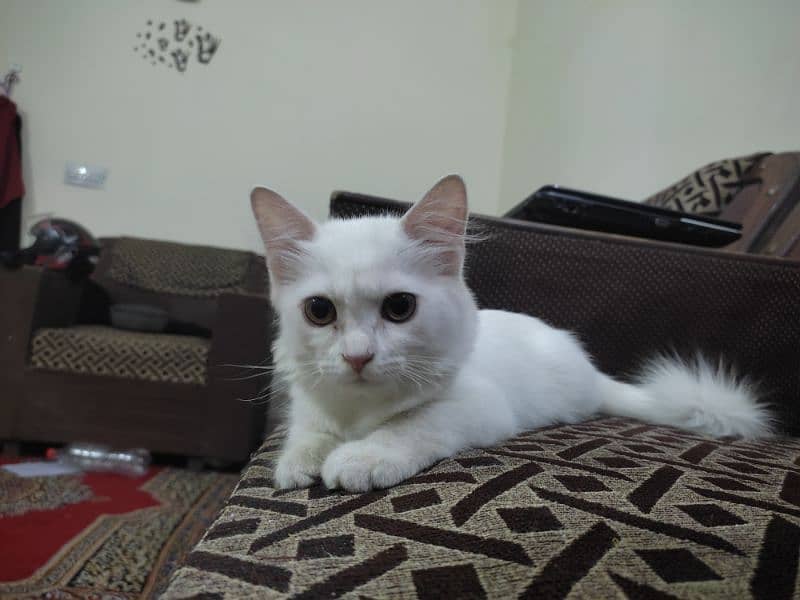 Pure White Male Kitten, 5 Months Old – Looking for a Loving Home! 6