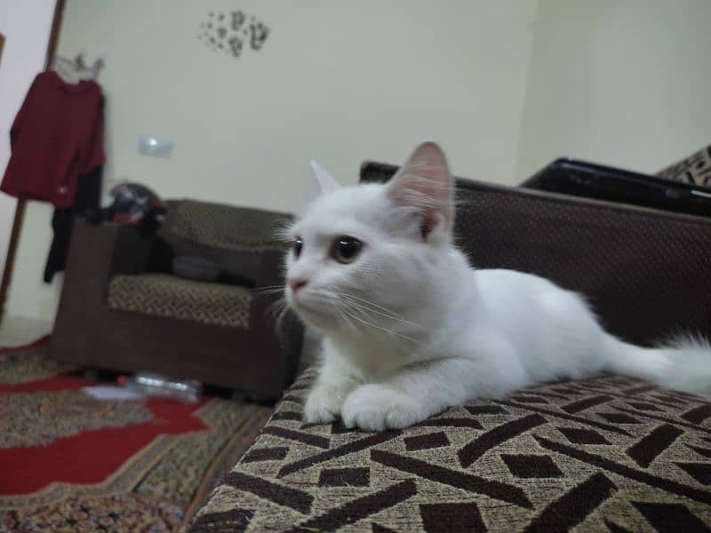 Pure White Male Kitten, 5 Months Old – Looking for a Loving Home! 8