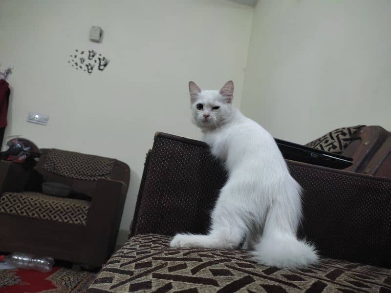 Pure White Male Kitten, 5 Months Old – Looking for a Loving Home! 9