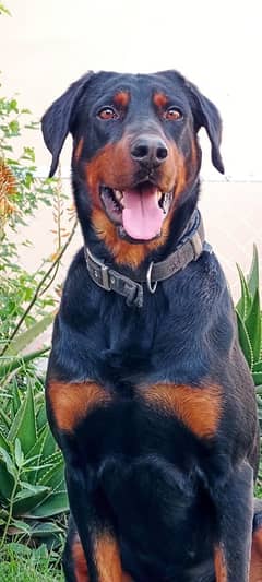 Doberman