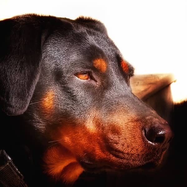 Doberman 1